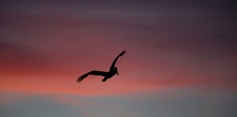Fototapeta na wymiar Brown pelican flying at sunset over the coastline of Punta Mita, Mexico