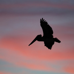 Fototapeta premium Brown pelican flying at sunset over the coastline of Punta Mita, Mexico