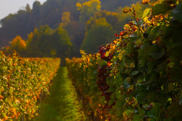 Naklejka premium Weinberge Reben Herbst