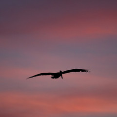 Brown pelican flying at sunset over the coastline of Punta Mita, Mexico