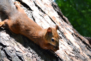 little red squirrel sitting on the trunk of an old tree is gnawing something