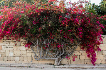 Wild flowers in spring, purple bougainvillaea