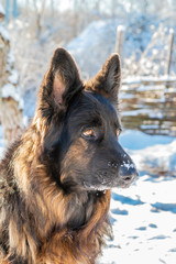 Show line german shepherd portrait in snow