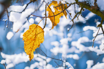 Yellow leaves on a snow-covered branch