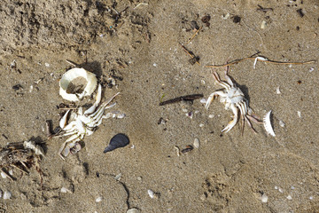 Crab On the Beach,Dead crab on the beach