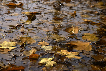 Yellow Leaves on a Water