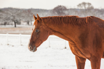 The head and neck of a bright chestnut Thoroughbred horse in the snow with trees and fields behind. 