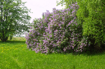 Fototapeta premium huge Bush of blooming lilac in the garden