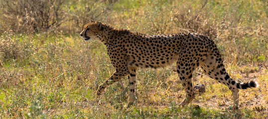 Gepard, Massai Mara © familie-eisenlohr.de