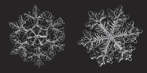 Two snowflakes isolated on black background. Vector illustration based on macro photos of real snow crystals: elegant stellar dendrites with hexagonal symmetry, ornate shapes and complex details.