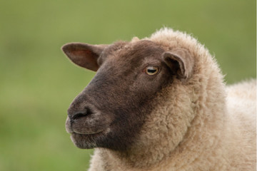 A Profile of a Sheep on Green