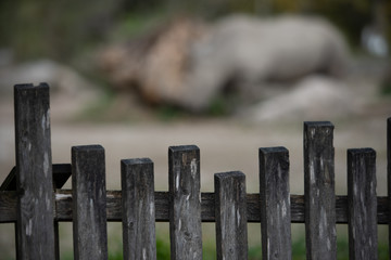 Gefangenes Nashorn hinter einem Zaun