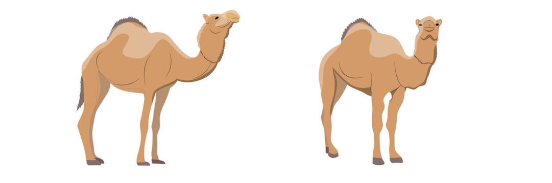Collection of one-humped camels. Animals of Africa and Australia. Realistic vector object
