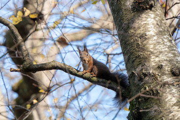 Eichhörnchen auf Baum