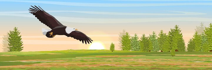 The big bald eagle flies over the valley and the fir forest. Animals of North America. Realistic Vector Landscape