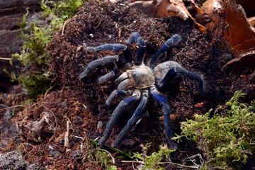 Blaue Thai-Vogelspinne (Cyriopagopus lividus / Haplopelma lividum) - cobalt blue tarantula