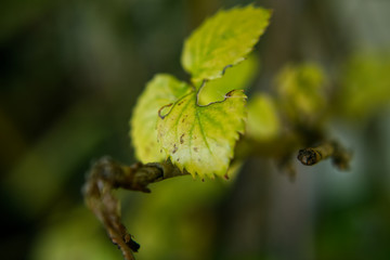 rose leafs