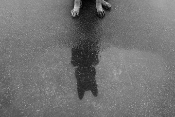 German shepherd dog, mirroring in a puddle