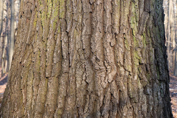 Obraz premium old oak tree trunk