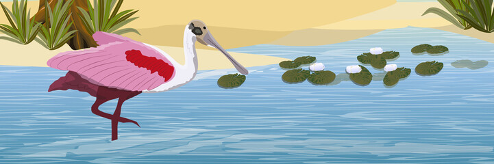 Bird pink spoonbill in a pond with a sandy shore, white water lilies, tall grass and a tree. Animals of Florida, Chile and Argentina. Everglades national park. Rainforest. Realistic Vector Landscape