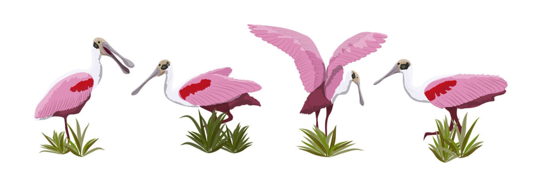 Roseate spoonbill bird collection. Animals of Florida, Chile and Argentina. Everglades national park. Rainforest Bird Vector Object