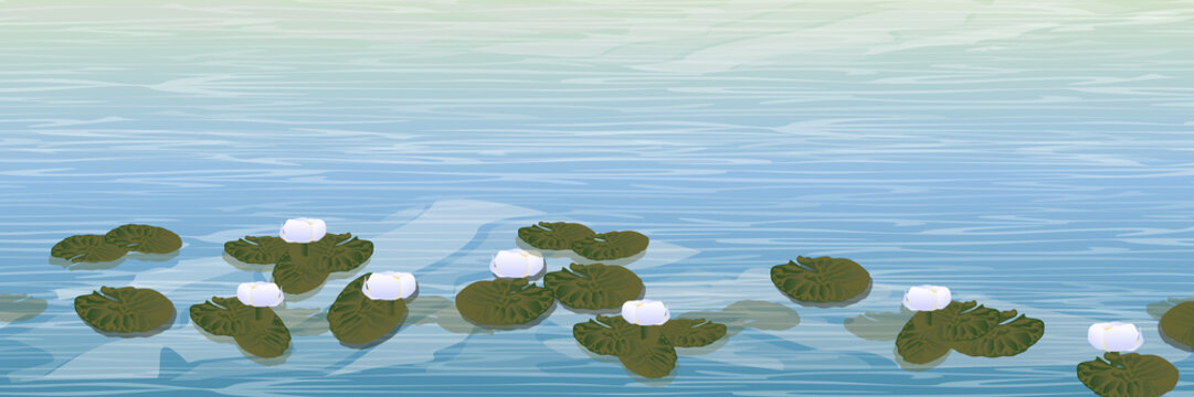 Water. A pond with white water lilies. Wildlife of America and Europe. Realistic Vector Landscape