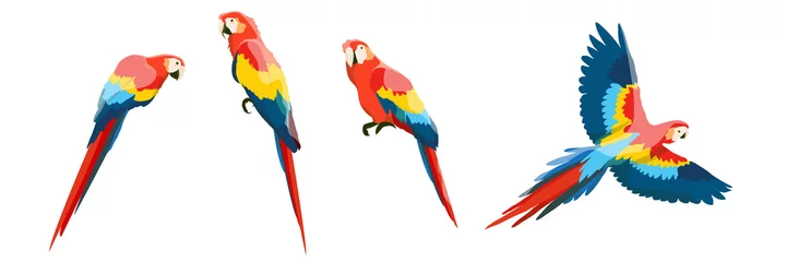 Fototapeten Set of large red-blue macaw parrots. Flying and sitting on the branches of parrots. Wildlife of the jungle and tropical forests of the Amazon. Realistic vector animals isolated on white background. © AnnstasAg