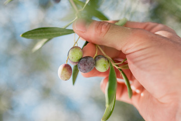 Fototapeta premium Male working hand holding a black olive right on the branch - selective focus