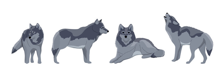 Set of wolves. The wolf stands, lies, howls. Wild animals of Europe, Canada and the USA. Vector object isolated on white background. © AnnstasAg