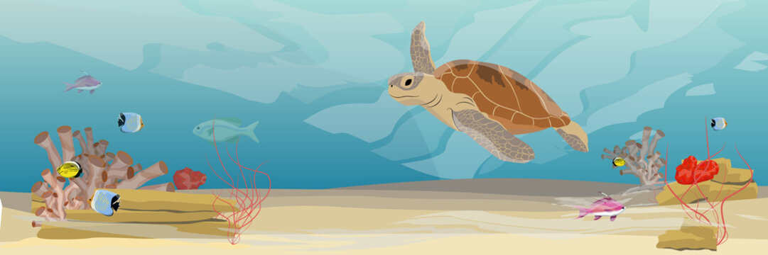 Green sea turtle swimming under water. Tropical underwater landscape. Warm water. Coral reef with coral, sea sponges, sand and stones. Realistic Vector illustration of a sea life