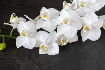 Fototapeta na wymiar Weiße Orchidee Phalaenopsis