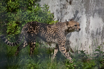 Gepard
