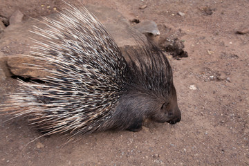 Weißschwanz Stachelschwein