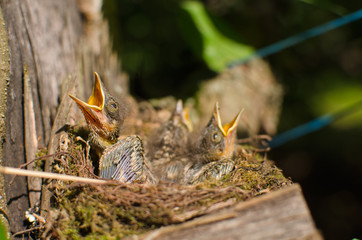 Chicks wild birds squeak and ask there rasseva the bill is sitting in the nest close-up