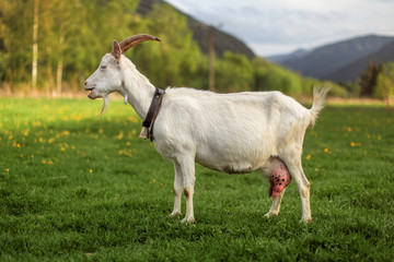 Obraz premium Side view - female domesticated goat on meadow with dandelions, hills in background, her mouth open.
