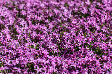Shallow depth of field photo, only few flowers in focus, pink phlox blossoms lit by sun. Abstract spring flowery garden background.