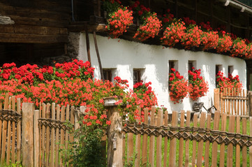 Fototapeta na wymiar Südtiroler Bauernhaus mit Geranienschmuck im Ridnauntal
