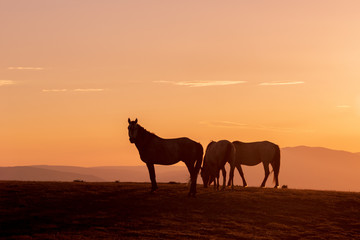 Wild Horses Silhouetted at Sunset
