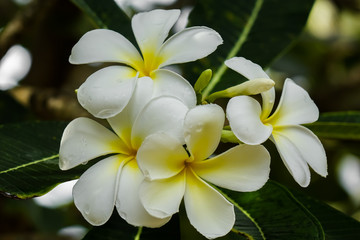 Fototapeta na wymiar Blütentraube Frangipani