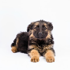 one german shepherd puppy posing on white background