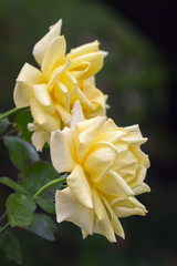 Obraz premium Two yellow roses in the summer garden close-up.