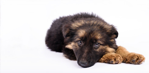 bored one german shepherd puppy on a white background