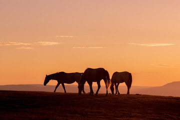 Fototapeta na wymiar Wild Horses Silhouetted at Sunset