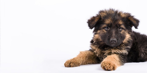 one german shepherd puppy posing on white background