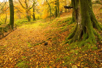 Fototapeta premium Beautiful autumn forest scene at Dartmoor in Devon