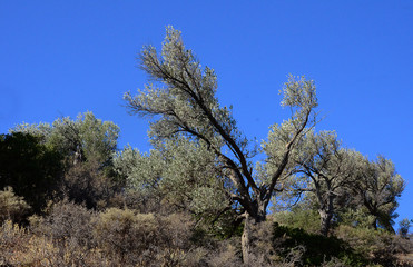 Olivenbäume, Kreta