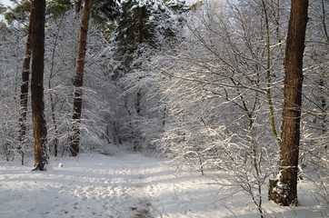 Winter snow forest. Snow lies on the branches of trees. Frosty snowy weather. Beautiful winter forest landscape.
