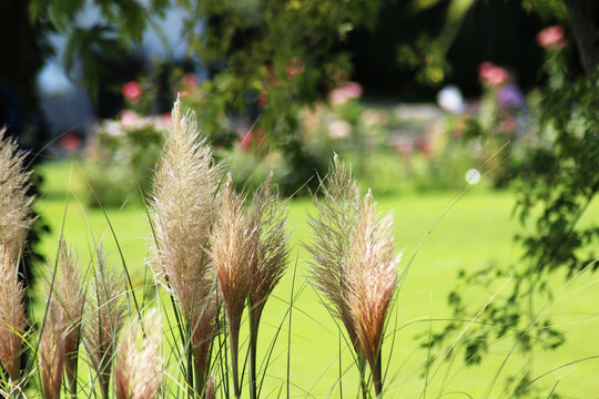 Erba delle Pampas