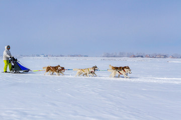 Woman musher hiding behind sleigh at sled dog race on snow in winter