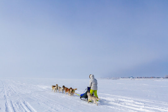 Woman musher hiding behind sleigh at sled dog race on snow in winter